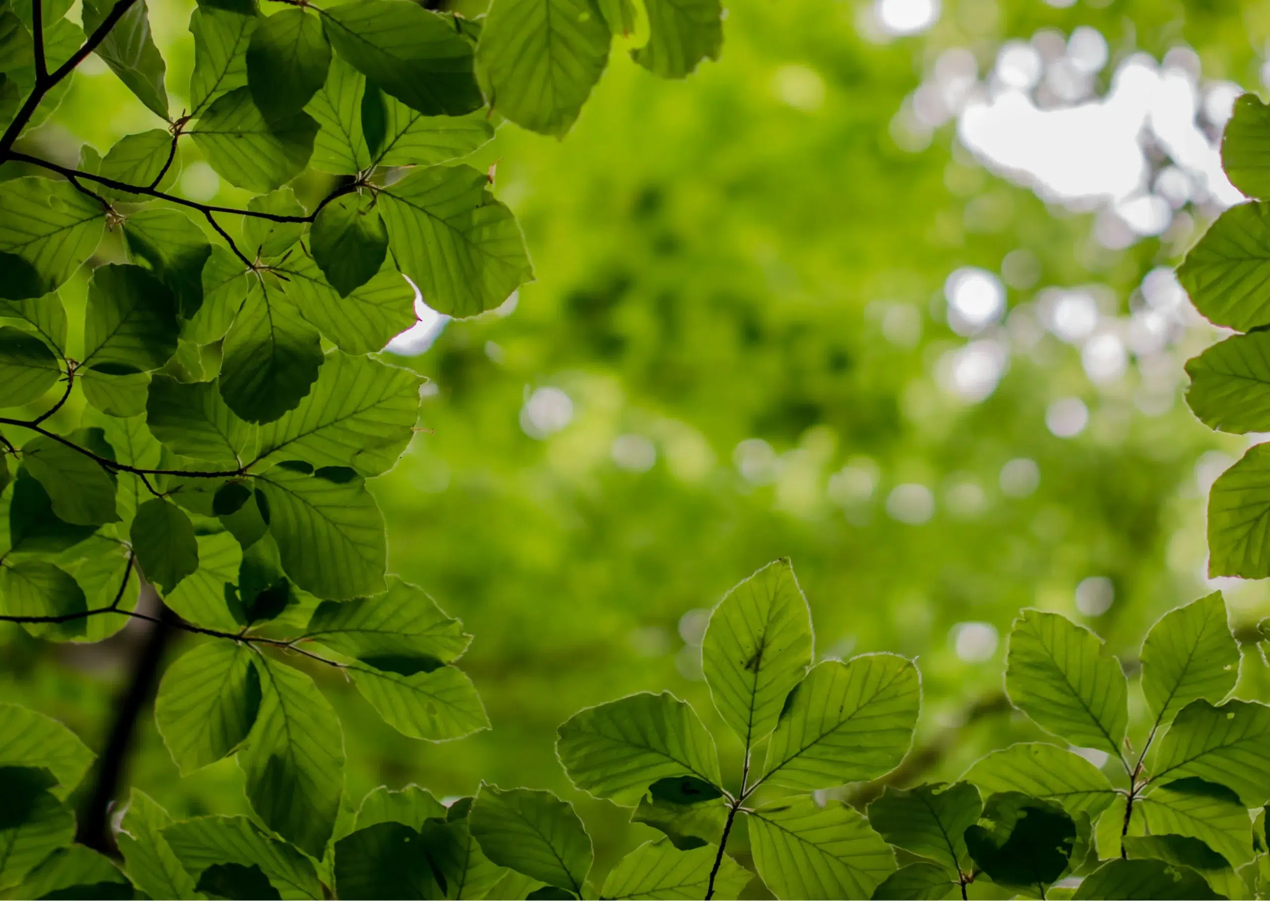camping ecoresponsable en auvergne